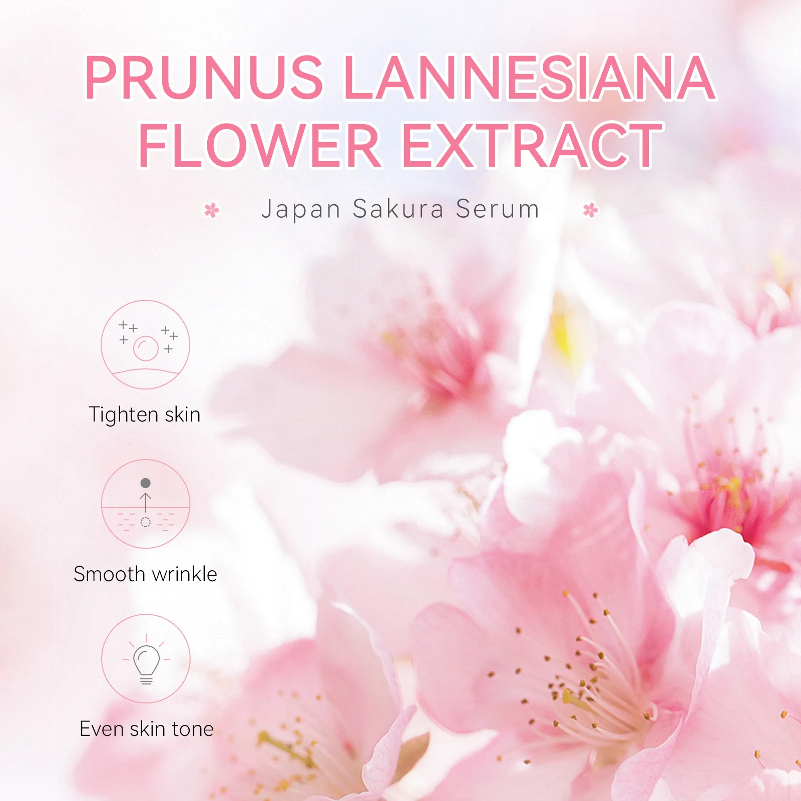 사쿠라 얼굴 관리 세럼, 부드러운 주름, 얼굴 리프팅, 모이스처라이저, 미백, 한국 스킨 케어 제품, 1.5ml * 3