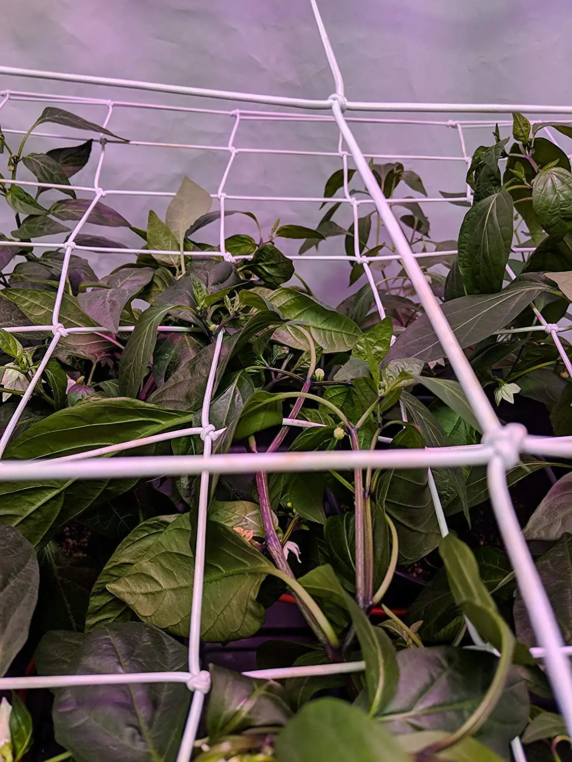 성장 텐트용 메쉬 트렐리스 그물, 식물 지지대 탄성 ScroG, LST, HST 네트, 후크 성장 박스 키트, 저 스트레스 훈련, 4 인치