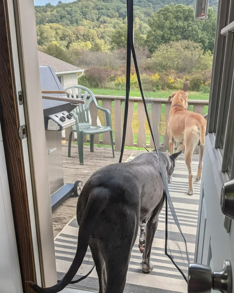 마그네틱 도어 스크린 곤충 모기장 커튼 블랙 플라이 곤충 자동 폐쇄 보이지 않는 메쉬 주방 실내 거실